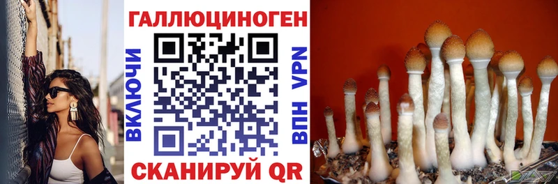 Купить  Верхний Уфалей  Галлюциногенные грибы Psilocybine cubensis 